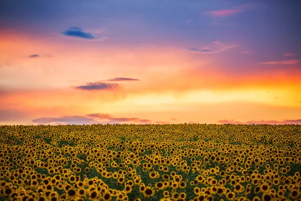 Campo de girassóis florescendo em um pôr do sol de fundo — Fotografia de Stock