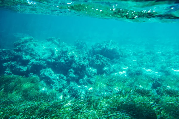 Fondo del arrecife marino submarino — Foto de Stock