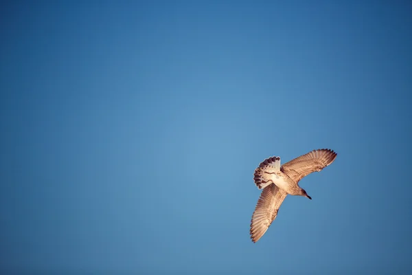 Літаюча чайка в блакитному небі — стокове фото
