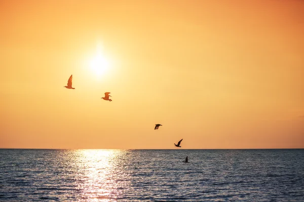 Måsar som flyger över havet — Stockfoto