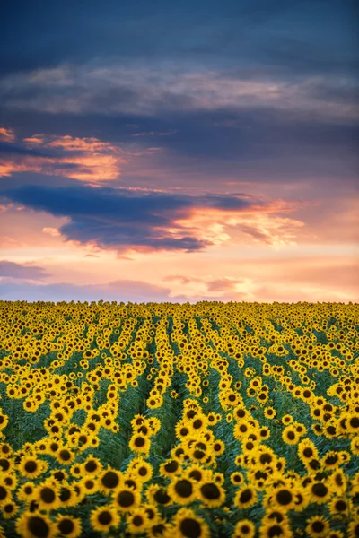 Campo de girassóis florescendo em um pôr do sol de fundo — Fotografia de Stock