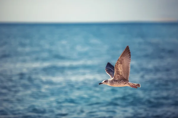 Möwe fliegt bei Sonnenaufgang über das blaue Meer — Stockfoto