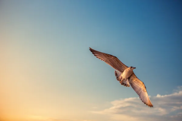 Flying seagull in the blue sky — Stock Photo, Image