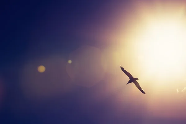 Seagull bird flying in the sky — Stock Photo, Image