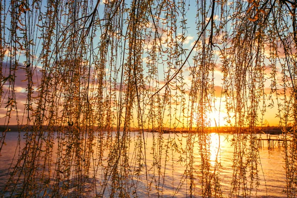Osier am Fluss und schöner Sonnenuntergang — Stockfoto
