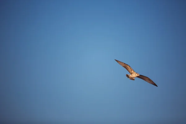 Létající racek na modré obloze — Stock fotografie