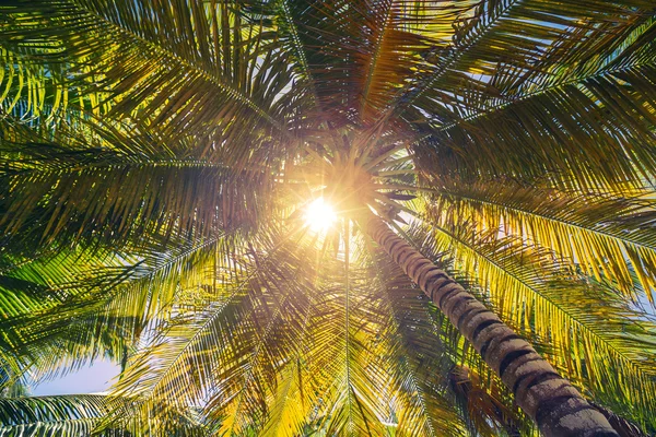 Vista de perspectiva de coqueiros — Fotografia de Stock