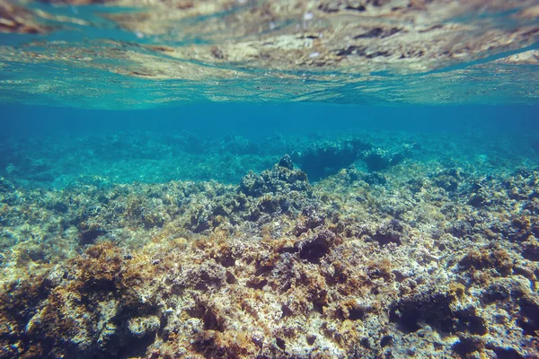 Terumbu karang bawah air latar belakang di laut Karibia — Stok Foto
