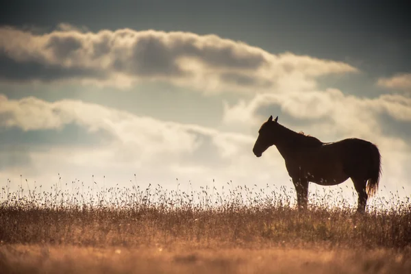 Cheval sauvage au pâturage au lever du soleil — Photo