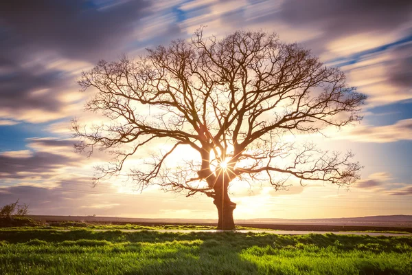 Grande albero verde in un campo, nuvole drammatiche — Foto Stock