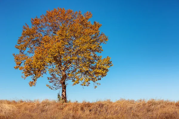 Big autumn tree and deep blue sky — Stock Photo, Image