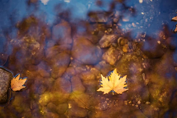 水の色鮮やかな紅葉 — ストック写真