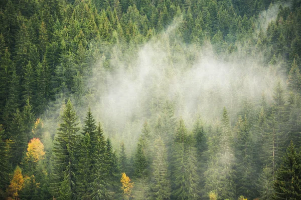 Ködös fenyves erdő természetvédelmi terület a hegy lejtőjén — Stock Fotó