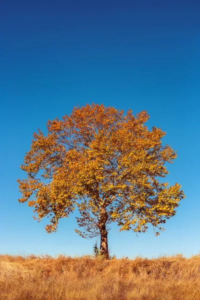 Gran árbol de otoño y hierba amarilla en un prado alrededor — Foto de Stock