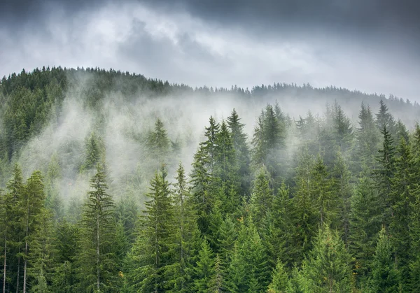 Alba sulla pineta nebbiosa sul pendio della montagna in una riserva naturale . — Foto Stock