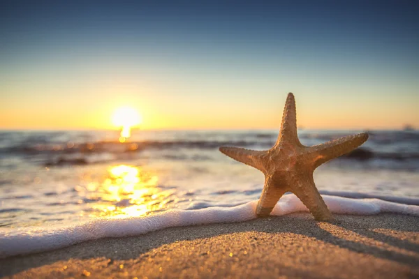 Starfish na praia ao nascer do sol — Fotografia de Stock