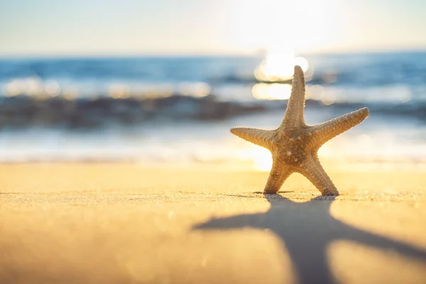 Starfish na praia ao nascer do sol — Fotografia de Stock