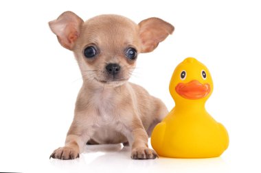 Şirin Chihuahua Yavrusu Beyaz Arkaplanda Sarı Kauçuk Ördekle Oturuyor