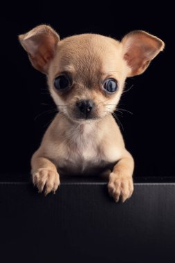 Çekici Chihuahua köpek yavrusu, ilginç bir şekilde bakıyor, sevimli özelliklerini ve etkileyici gözlerini karanlık bir arka plana karşı sergiliyor, sevgi, arkadaşlık ve neşe hissi uyandırıyor..
