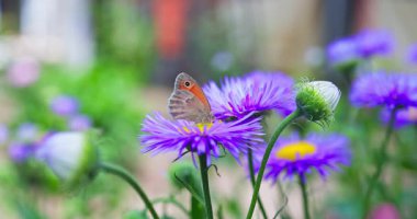 Çiçek açan bahçe ve uçan kelebek çiçeklerden polen topluyor.
