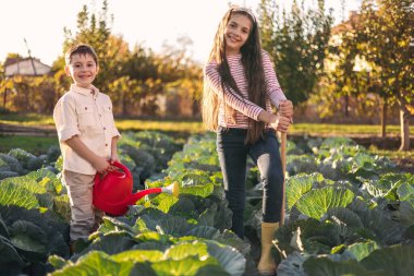 İki Çocuk ve Kız Güneş Işıklı Çiftlik Tarlasında Büyük Lahana Tutuyor. Lahana tarlasında çalışan genç çiftçiler. Bahçecilik, bahçıvanlık ve tarım kavramı.