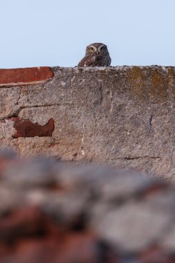 Mavi gökyüzü olan sessiz bir çatıda, kırsal duvarın üzerinden bakan küçük baykuş.