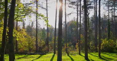 Sunset Light klibinde Günışığı ile Uzun Ağaçlar ve Altın Yapraklar arasındaki Sonbahar Ormanı Manzarası
