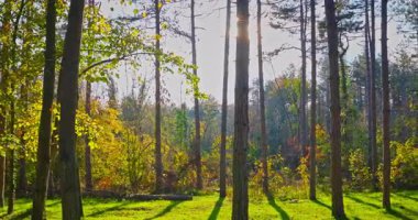 Sunset Light klibinde Günışığı ile Uzun Ağaçlar ve Altın Yapraklar arasındaki Sonbahar Ormanı Manzarası