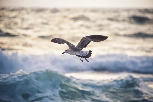 Flying seagull over the blue sea — Stock Photo, Image