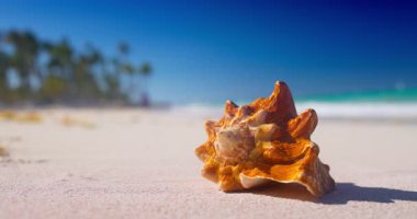Tropik Sunny Sahil Kıyısı ve Deniz Kabuğu Rapana Mavi Kum Suyu ve Karayip Tatilinde Palmiye Ağaçları Üzerinde