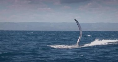 Karayip Denizi, Samana Adası, Dominik Cumhuriyeti 'nde sudan atlayan kambur balina.
