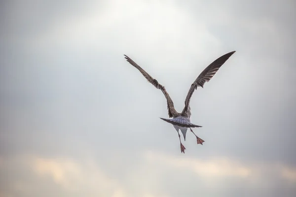 Летающая чайка над синим морем — стоковое фото