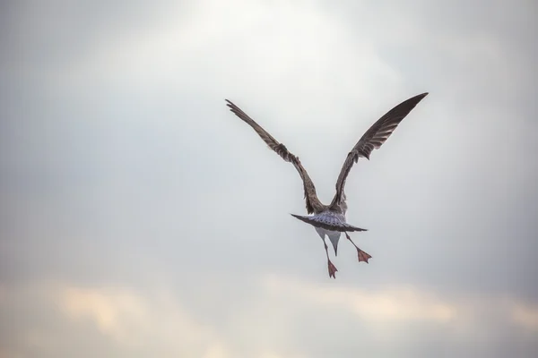 Mouette volante au-dessus de la mer bleue — Photo