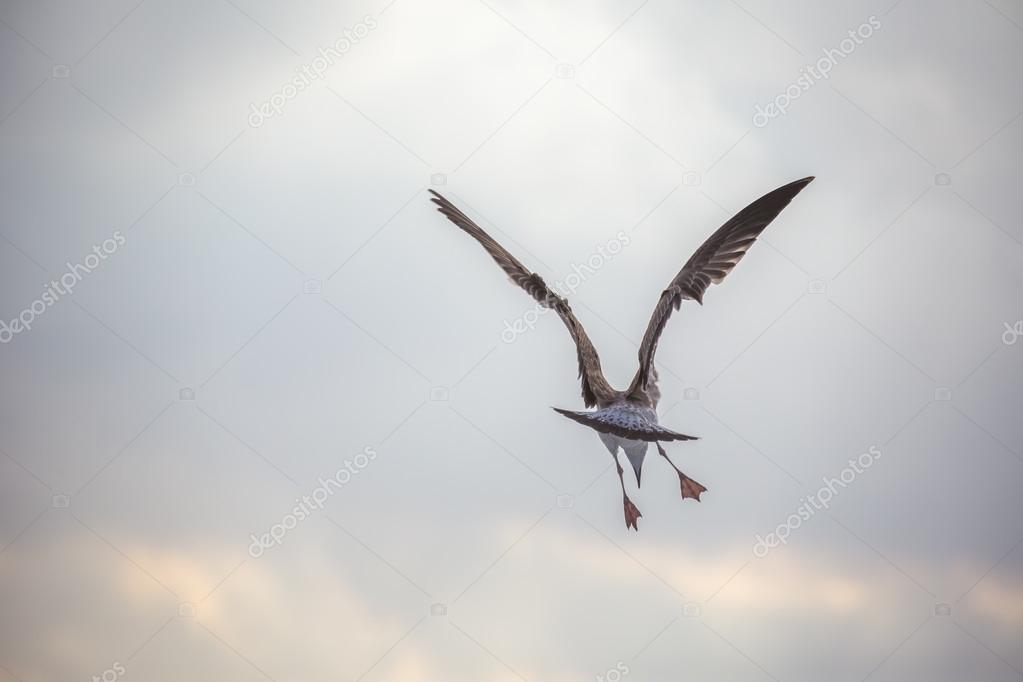 Flying seagull over the blue sea