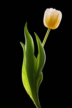 Yeşil yapraklı sarı lale Siyah arka planda, Zarif tek çiçekli natürmort