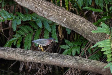 Küçük Yeşil Balıkçıl Butorides yoğun bir Yeşil Orman Habitatı, Tropikal Doğal Yaşam Sahnesi 'nde Bir Ağaç Dalında Yürüyor