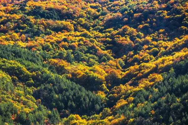 Farbenfroher Waldhintergrund — Stockfoto