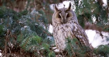 Uzun kulaklı baykuş kışın bir çam ağacından izliyor.