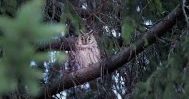 Long-eared owl wildlife bird watching from a pine tree branch in a mystery wood