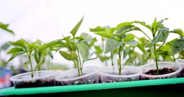 Genç domates fideleri sandıkta seradaki toprağa ekilmeye hazır. Toprakta filizlenen.