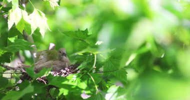Ağaç dalındaki güvercin yuvasında kuş yumurtalarına göz kulak ol. Annelik hayatı..