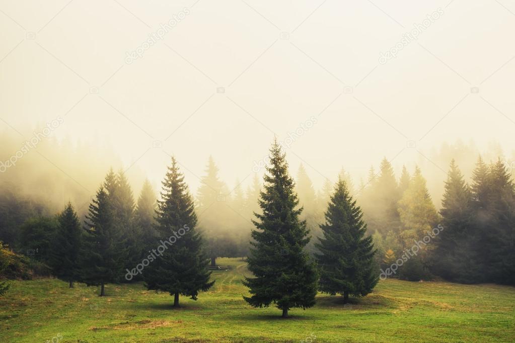 Beautiful green pine trees