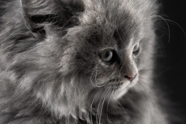 Портрет маленького кота, изолированного на черном — стоковое фото