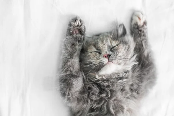 Niedliche Katze schläft auf dem Bett — Stockfoto