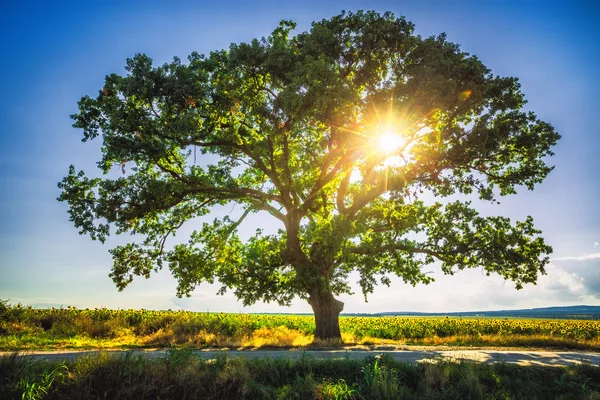 Big green tree in a field, HDR — Stock Photo, Image