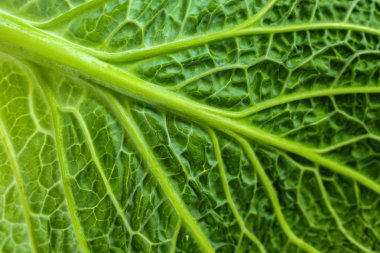 Taze yeşil savoy lahana yaprağı doku arka plan olarak