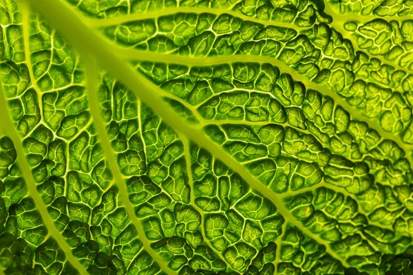 Fresh green savoy cabbage leaf as a texture background — Stock Photo, Image