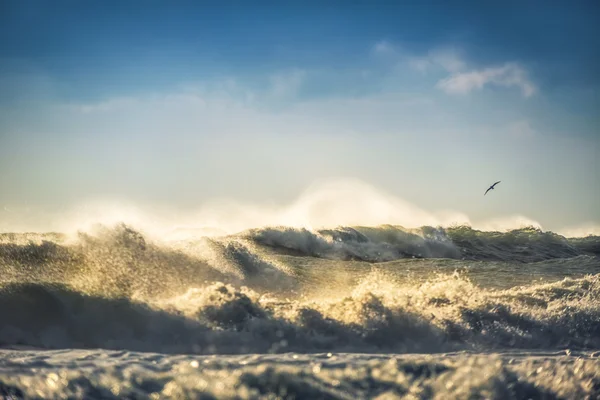 Frühmorgendlicher Sonnenaufgang über dem Meer und eine fliegende Möwe — Stockfoto