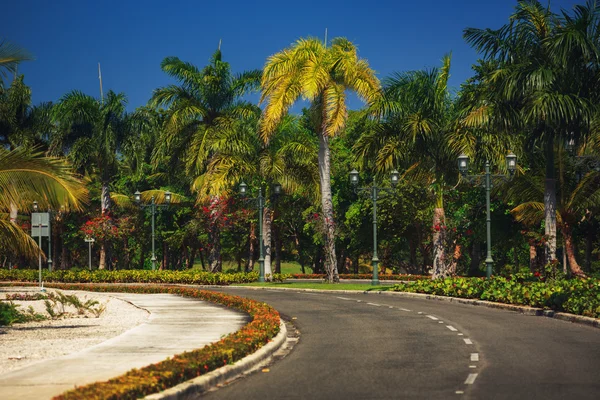 Bella strada asfaltata con palme contro il cielo blu — Foto Stock