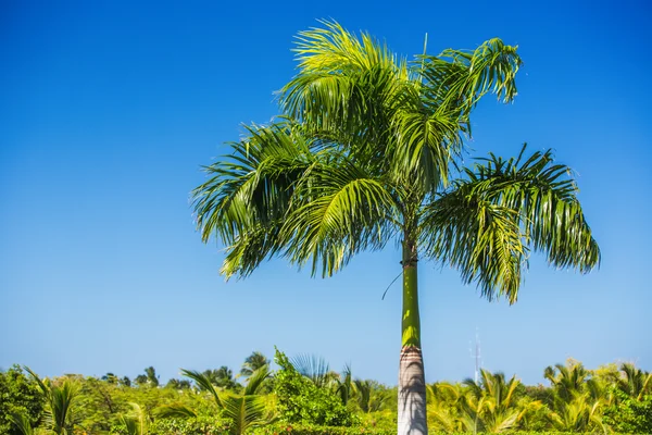 Palm tree and tropical nature — Stock Photo, Image
